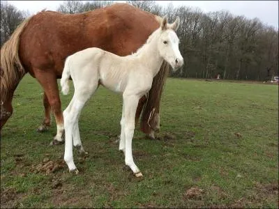 Quel croisement donne l'anomalie du Lethal White ?