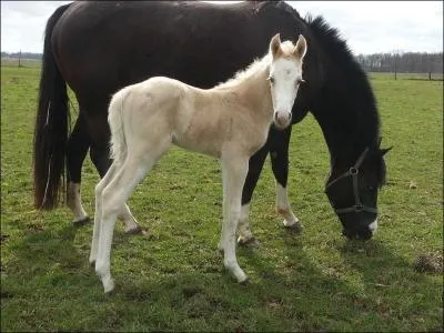 Mais il n'est pas d qu'au croisement de la question prcdente. En effet, un autre croisement d'une autre robe peut donner un poulain Lethal White. Mais de quelle robe s'agit-il ?