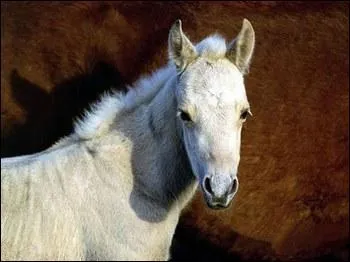 Question gntique : le poulain blanc (LW) se dfinit comme un cheval overo homozygote. Mais pourquoi cela ?