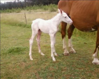 Les poulains,  leur naissance, paraissent normaux, sauf que leur coloration est inhabituelle :