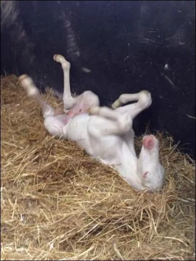 Quand ils naissent, les poulains sont blancs, mais leur peau ne possde pas de pigmentation :