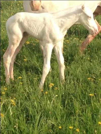 Pourquoi le poulain meurt-il au bout de quelques jours, alors qu'il parat normal quand il nat ?