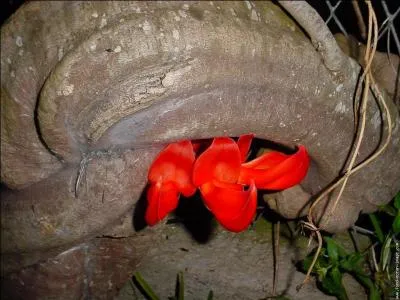 La griffe du diable ou liane de jade rouge a t introduite dans les Mascareignes et ne s'y trouve qu' l'tat cultiv. O se situe cet archipel ?