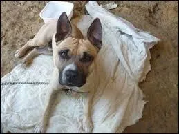 Continuons avec ce chien particulirement grand mais trs gentil. De quelle race est-il issu ?