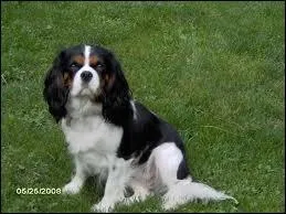 Peut-tre que vous savez  quelle race il appartient ?