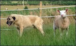 Chien de taille moyenne, rare mais avec de la valeur. Quelle est sa race ?