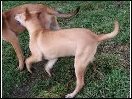 Aaaah il vont se battre ! Ah non. Mais avec cet assez grand chien, on n'est pas  l'abri. De quelle race est-il issu ?