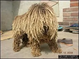 Allez ! Un peu plus classe. Quelle est sa race ?