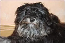 C'est fini mais on a encore un chien. Ressemblant  un Shih Tzu, ce chien affectueux est trs calme. De quelle race est issu ce dernier chien ?