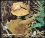 Quel est le nom latin de ce cpe ?