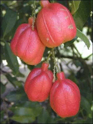 Qu'est-ce que c'est ?