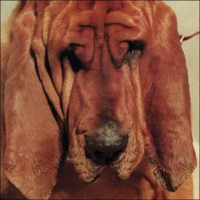 Comment s'appelle cet album de Ty Segall ?