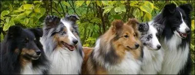 Quelles peuvent tre les couleurs de son pelage ?