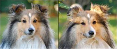 De combien est l'esprance de vie moyenne de cette race ?