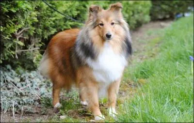 En moyenne, combien une chienne peut-elle avoir de chiots ?