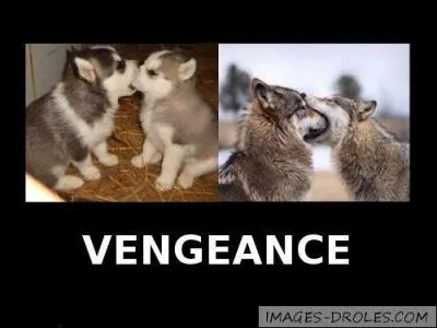 Quelle est l'esprance de vie d'un loup  l'tat sauvage ?