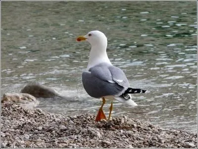 Quel est cet oiseau que les Marseillais appellent  gabian  ?