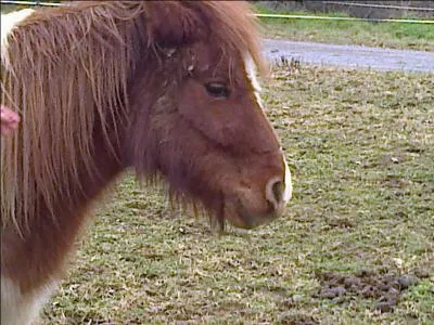 Laquelle de ces 3 rponses n'est pas une partie du corps ?