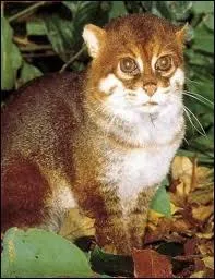 Quel est le deuxime nom du chat  tte plate ?