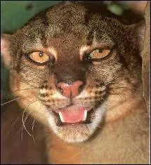 Quel est le deuxime nom du chat de Borno ?