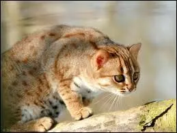 Quel est le deuxime nom du chat tachet de rouille ?