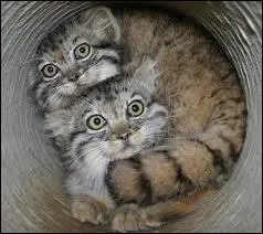 Quel est le deuxime nom du manul ?