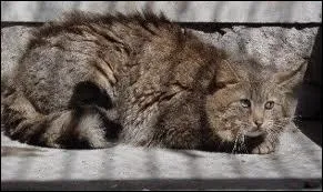 Quel est le deuxime nom du chat de Mongolie ?