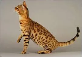 Quel est le deuxime nom du chat du Bengal ?