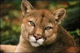 Quels sont les deuximes noms du puma ?