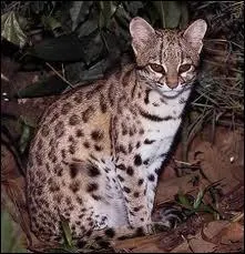 Quel est le deuxime nom du chat-tigre ?