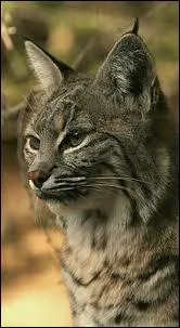 Quel est le deuxime nom du lynx roux ?