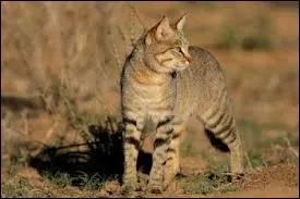 Quel est le deuxime nom du chat sauvage d'Afrique ?