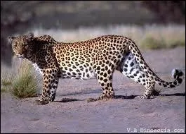 Quel est le deuxime nom de la panthre d'Afrique ?