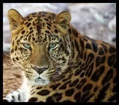 Quel est le deuxime nom de la panthre de Chine ?