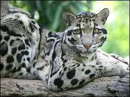 Quel est le deuxime nom de la panthre nbuleuse ?