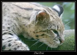 Quel est le deuxime nom du chat orn ?