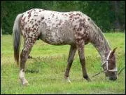 Comment s'appelle la zone sensible sous les sabots des chevaux ?