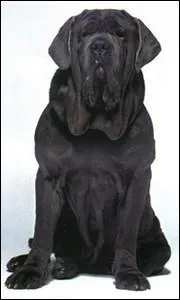 A qui appartient ce chien?