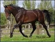  quelle race appartient ce beau cheval ?