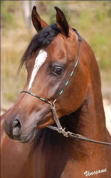 Mais, de quelle race est-il ?