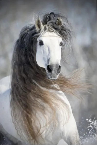 Quel est ce majestueux grisou ?