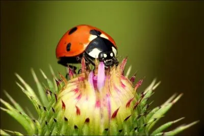 Les points d'une coccinelle signifie.