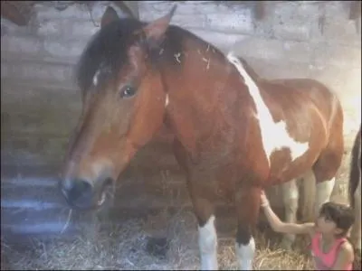 La robe de mon cheval est :