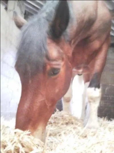 De quelle couleur est la crinire de mon cheval ?