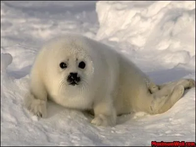 O retrouve-t-on le blanchon, petit du phoque au Qubec ?