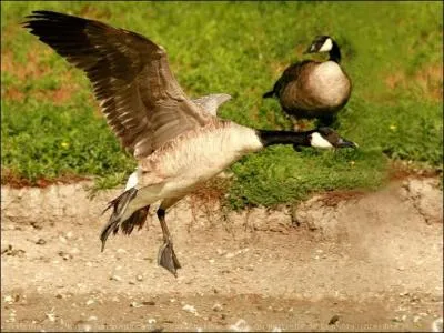 Voici la bernache du Canada. Comment l'appelle-t-on au Qubec ?