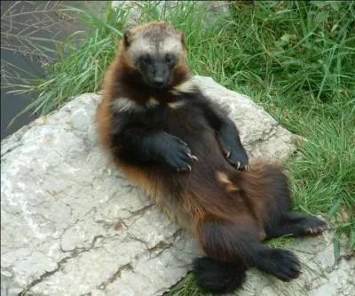 Cet animal est un...