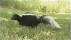 Comment appelle-t-on le putois au Qubec ?