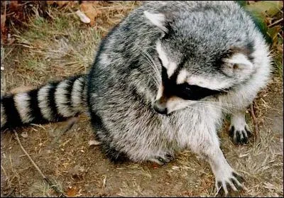 Voici un mignon raton laveur. Selon vous, peut-on le trouver dans une grande ville comme Montral ?