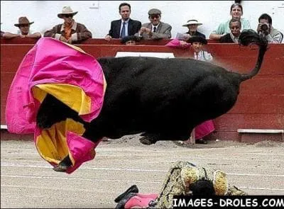 Discipline controverse d'affrontement avec un taureau ...